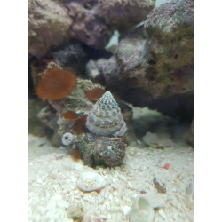 Tectus fenestratus